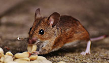 24 Hour & Emergency Exterminators in Healdton, OK
